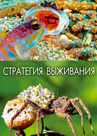 Постер к Стратегия выживания